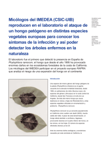 Micólogos del IMEDEA (CSIC-UIB) reproducen en el laboratorio el