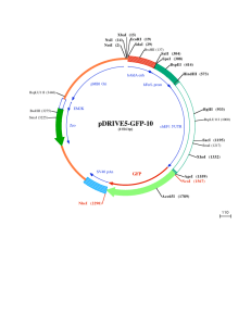 pDRIVE5-GFP-10
