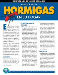 Control De Las Hormigas en su Hogar
