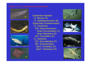 Tema 16. Los vertebrados pisciformes