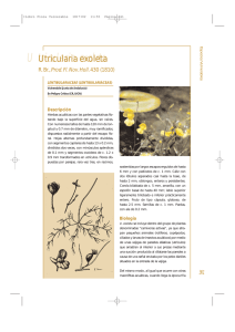 De Utricularia exoleta a Wolffia arrhiza