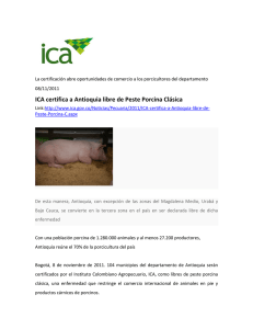 ICA certifica a Antioquia libre de Peste Porcina Clásica