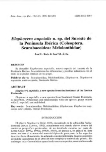Elaphocera nupcialis n. sp. del Sureste de la Península Ibérica