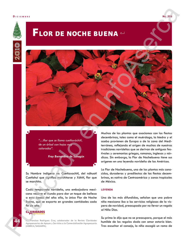 Flor de Noche Buena