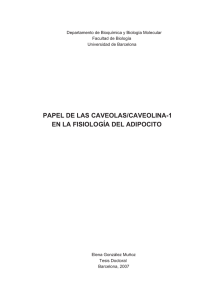 papel de las caveolas/caveolina-1 en la fisiología del adipocito