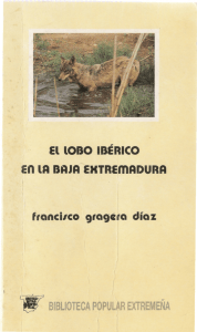 Lobo ibérico en la Baja Extremadura