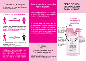 CICLO DE VIDA DEL MOSQUITO Aedes aegypti