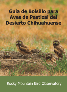 Guía de Bolsillo para Aves de Pastizal del Desierto Chihuahuense