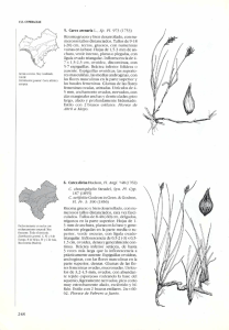 5. Carex arenaria L., Sp. Pl. 973 (1753) Rizoma grueso y bien