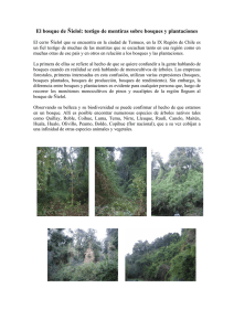 El bosque de Ñielol: testigo de mentiras sobre bosques y plantaciones