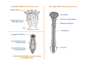 Sistema nervioso I