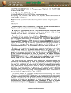 IDENTIFICACIÓN DE ESPECIES DE Rhizoctonia spp. AISLADAS