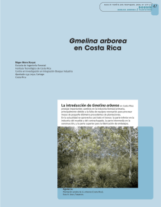 Gmelina arborea en Costa Rica - Bois et forêts des tropiques