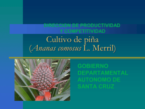Cultivo de piña (Ananas comosus L. Merril)