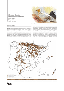 Alimoche Común - Enciclopedia de las aves de España