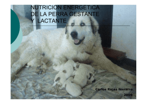 nutrición energética de la perra gestante y lactante