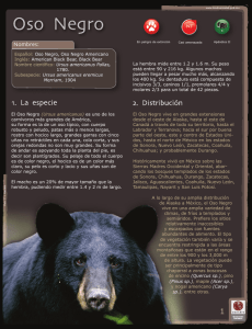 Oso Negro (Ursus americanus)