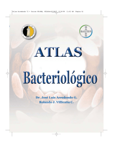 Atlas Bacteriologico - Bayer