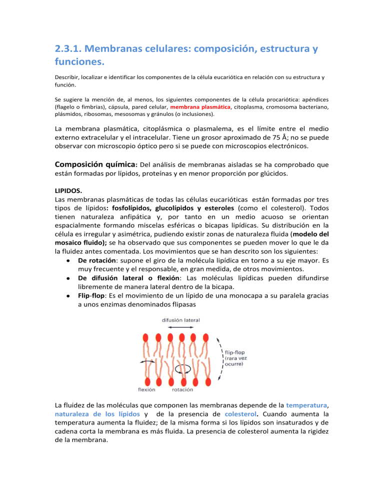 11membranacelular
