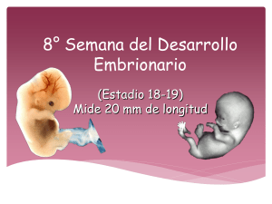 8° Semana del Desarrollo Embrionario - Presentación Embriología