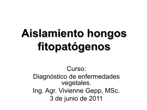 Aislar hongos fitopatógenos