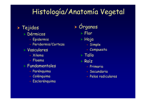 Repaso histologia Vegetal