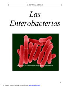 Enterobacterias: Caracter&iacute;sticas, Clasificaci&oacute;n y Patogenia