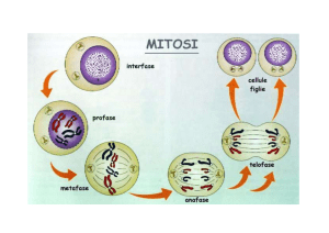 Mitosi i meiosi