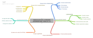 MSCULOS DE LA REGIN ANTERIOR DEL CUELLO 18 (1)