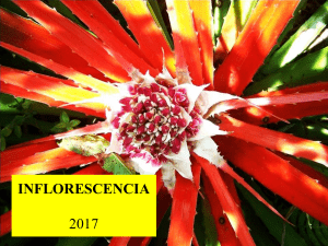 Morfo - V Inflorescencia 2017