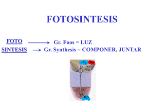 fotosintesis 
