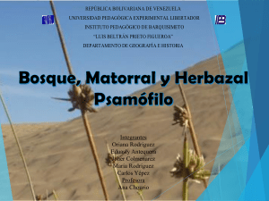 Diapositivas Vegetación Psamófila