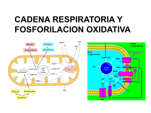 TEMA 3. cadena respiratoria, fosforilacion oxidativa