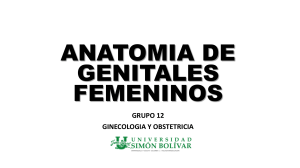 1. ANATOMIA DE GENITALES FEMENINOS
