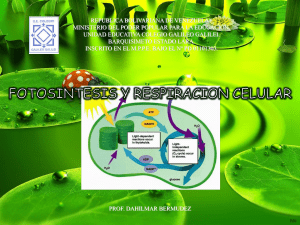 fotosintesisyrespiracion-pc-g-g-2010-101209163042-phpapp01