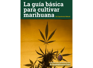 guia-basica-cultivar-marihuana-experiencianatural