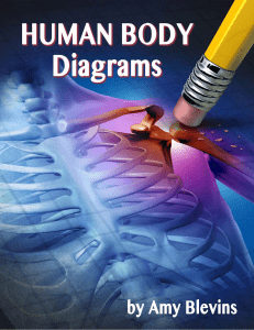 Human-Anatomy-Diagrams