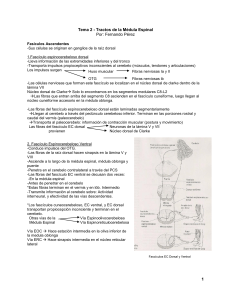 2.-Tractos-de-la-Médula-Espinal