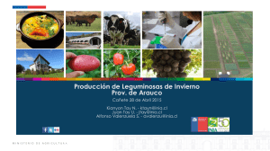 Producción-de-Leguminosas-de-Invierno-Provincia-de-Arauco