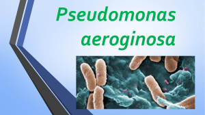 diapositiva Pseudomonas aeroginosa