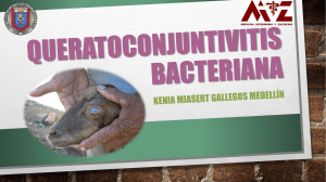 Queratoconjuntivitis bacteriana en ovinos KMGM