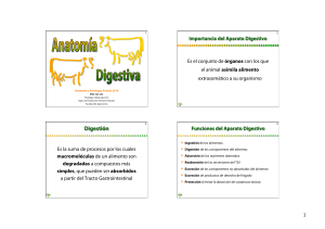 Anatomia digestivo bovinos (1)