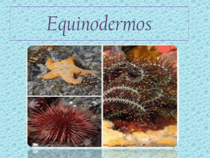 Equinodermos 3