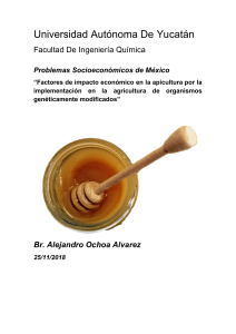 Miel con polen transgénico en Yucatán