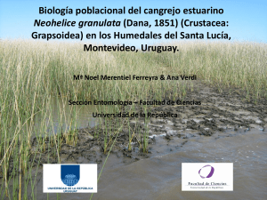 Biología poblacional Neohelice granulata: avances de estudio.  Congreso Latinoamericano de Ciencias del Mar 2011