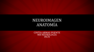 neuroimagen anatomia