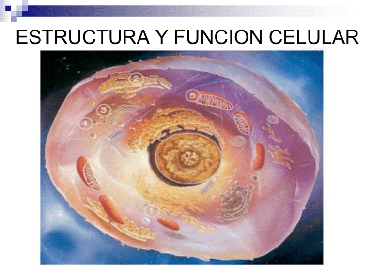 2.2.Estructura Y Función Celular1