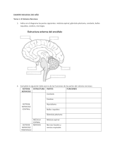 Tema 1- El Sistema Nervioso 