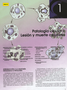 Capitulo 01. Patologia celular I - Lesion y muerte celular
