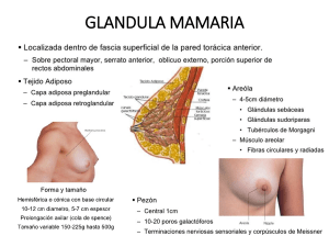 Glándula Mamaria: Hipermasia, Ptosis y Politelia